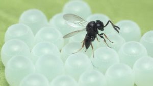 New Study Looks at Best Timing for Samurai Wasp Use in Orchard Crops