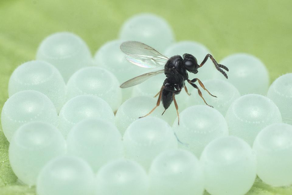 New Study Looks at Best Timing for Samurai Wasp Use in Orchard Crops