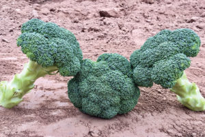 Spectre (aka SVBL7392) from Seminis Vegetable Seed