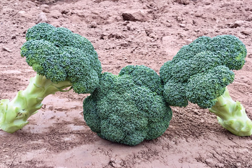 Spectre (aka SVBL7392) from Seminis Vegetable Seed