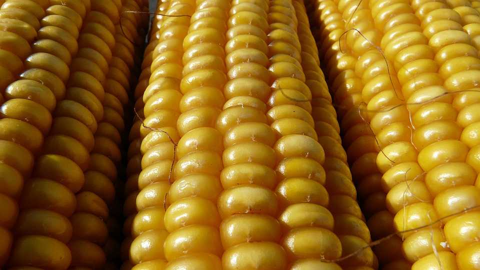9. What are the Top Vegetables Americans Love and Love to Hate?