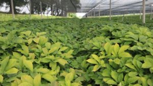 Now for Something Completely Different in Fruit Production: Ginseng