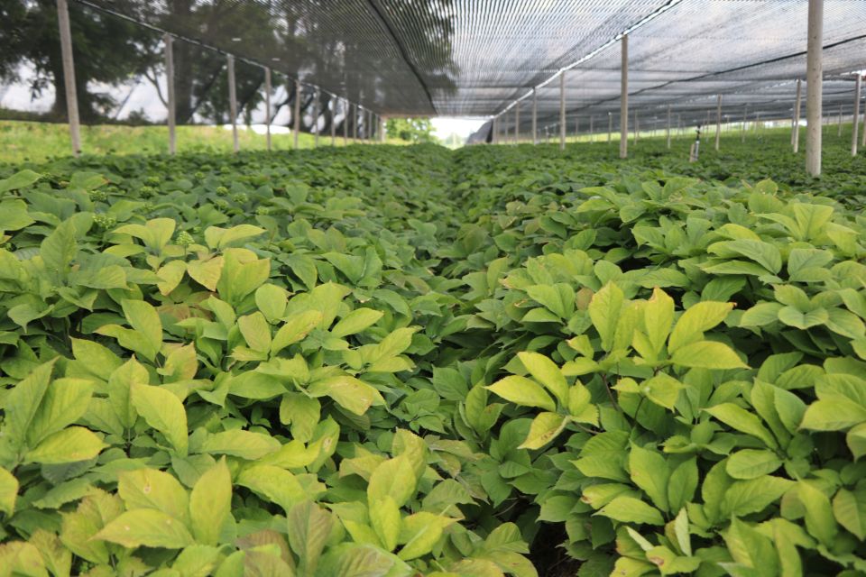 Now for Something Completely Different in Fruit Production: Ginseng