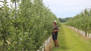 The Heat Is up and on the Climb for Tree Fruit Farmers