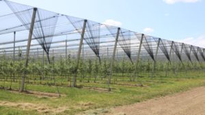 The Future of Fruit Production Looks Bright North of the Border