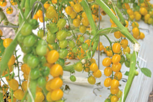 Amaretto from Hazera Seeds