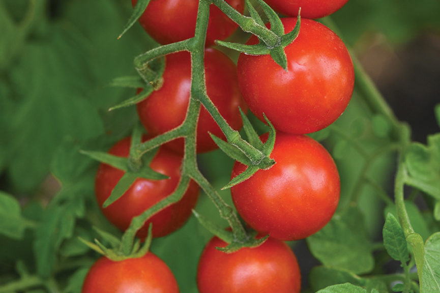 'Artemis' from PanAmerican Seed