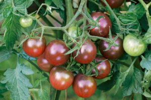Black Cherry from Terra Organics