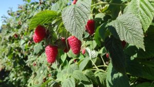 New Raspberry Boasts Disease Resistance and Harvest Ease