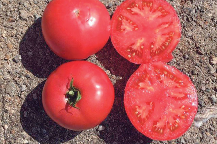 Damsel from EarthWork Seeds and Harris Seeds
