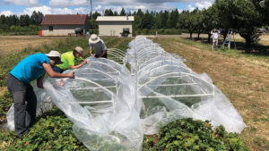 Two New Promising Organic Products Can Help You Control Fruit Pest