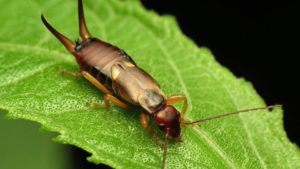 Can Earwigs Take a Bite out of Apple Pests?