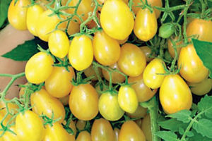 Yellow Jelly Bean F1 (AKA GVS 51146 F1) from Golden Valley Seed