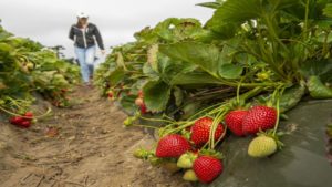 5 New Strawberry Varieties Ripe for Growth