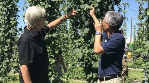 More Consider Leap into Growing Hops in Florida