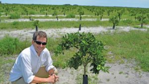 The New Scoop to Keep Citrus Roots Healthy