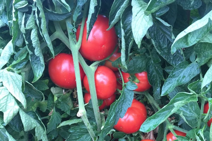 Jolene F1 (Bejo Seeds Inc.)