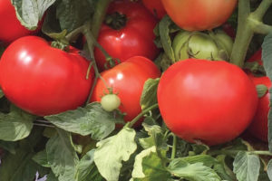 Loretta from Bejo Seeds Inc. and Seedway (Exclusive)