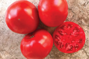 Laguna Red from Sakata Seed America and Clifton Seed Company