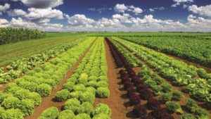 Report Reveals Big Impacts of Pesticide Policies on California Lettuce Production