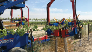 Wine Grape Pruning Expenses Slashed with Mechanization