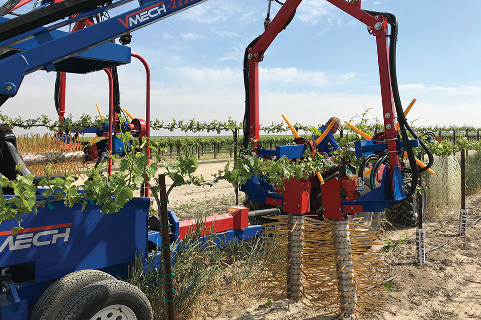 Wine Grape Pruning Expenses Slashed with Mechanization