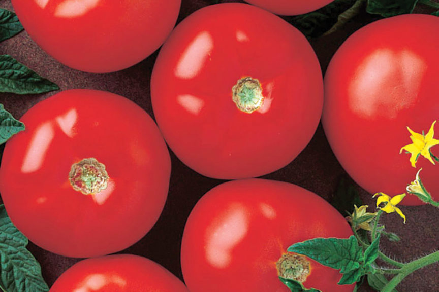 Mountain Fresh Plus from HM.Clause and Harris Seeds