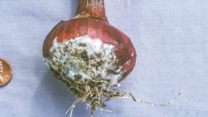 Field Scouting Guide: White Rot