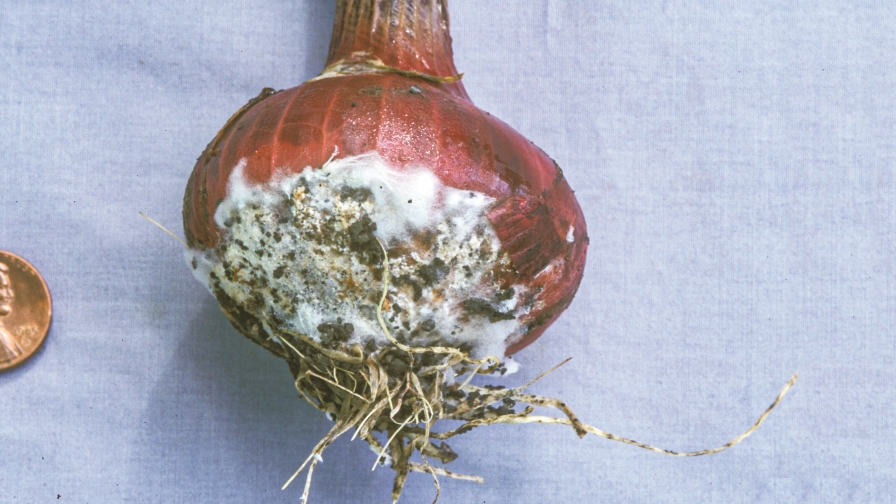Field Scouting Guide: White Rot