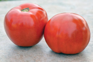 Roadster from Sakata Seed America, Rupp Seeds, and Stokes Seeds