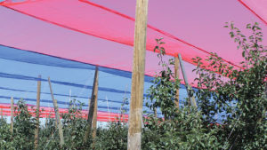 Should You Consider Photoselective Netting for Your Orchard?