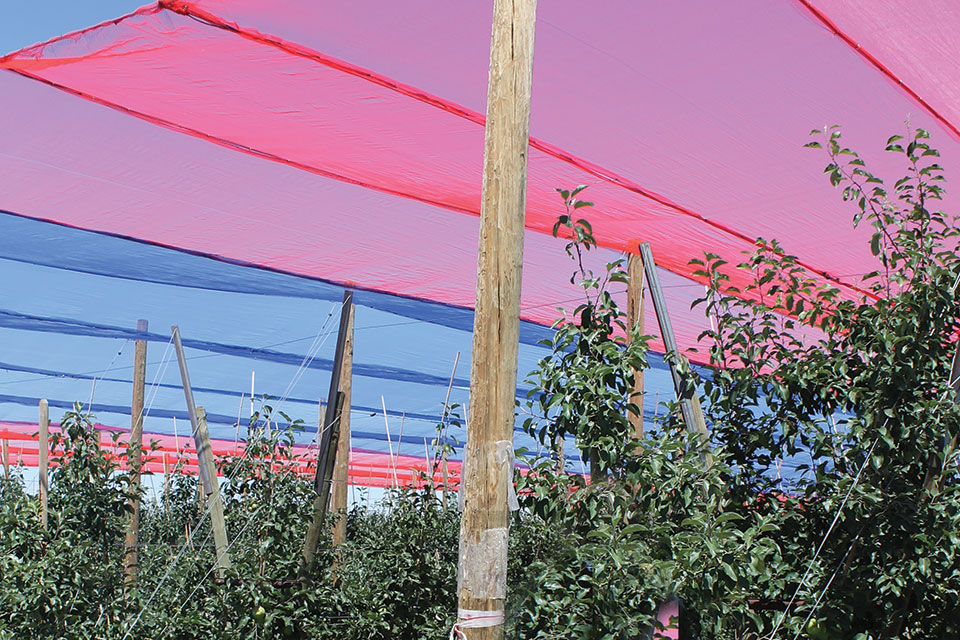Should You Consider Photoselective Netting for Your Orchard?