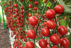 'Stacy' from Hazera Seeds Inc.