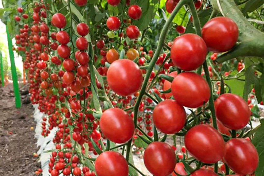'Stacy' from Hazera Seeds Inc.