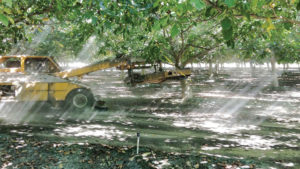 How to Optimize Walnut Nitrogen Uptake