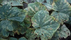 Look Close to Help Curb Angular Leaf Spot of Cucurbits