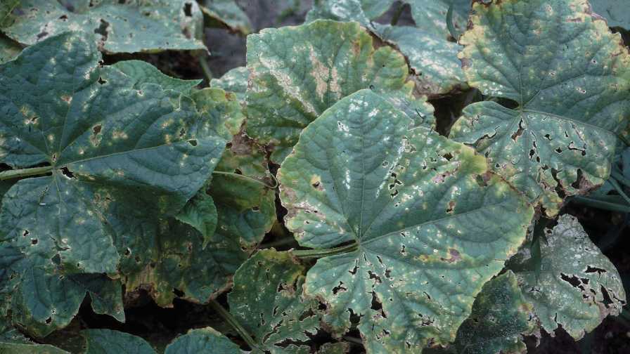 Look Close to Help Curb Angular Leaf Spot of Cucurbits