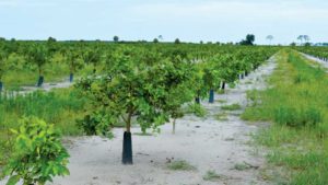 Citrus Industry Stakeholders Look To Stay Positive Amid Challenges