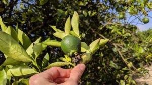 New Plant Pest on the Move in Florida
