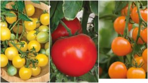 The Top Tomato Varieties for 2019