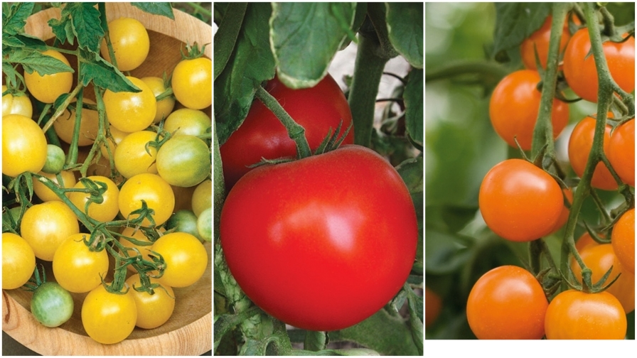 The Top Tomato Varieties for 2019