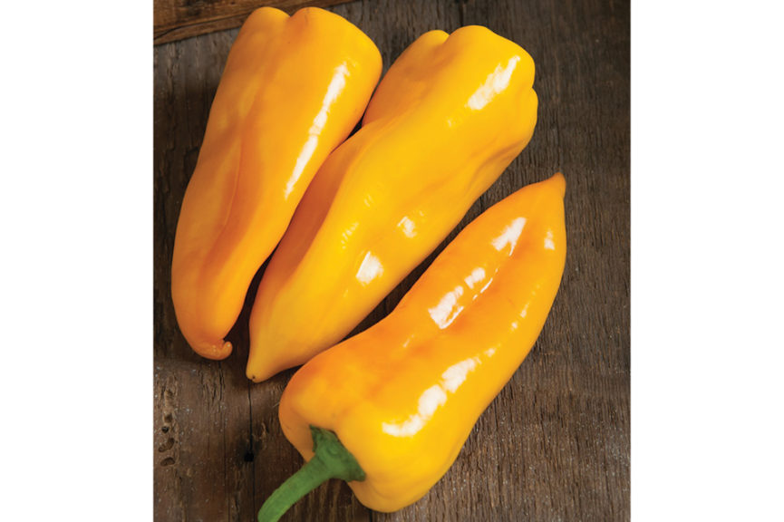 Escamillo from Johnny’s Selected Seeds
