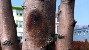 $5.2 Million Awarded To Study Fire Blight in U.S. Apple and Pear Trees