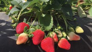 Molecular Focus Ushers in New Age of Berry Breeding