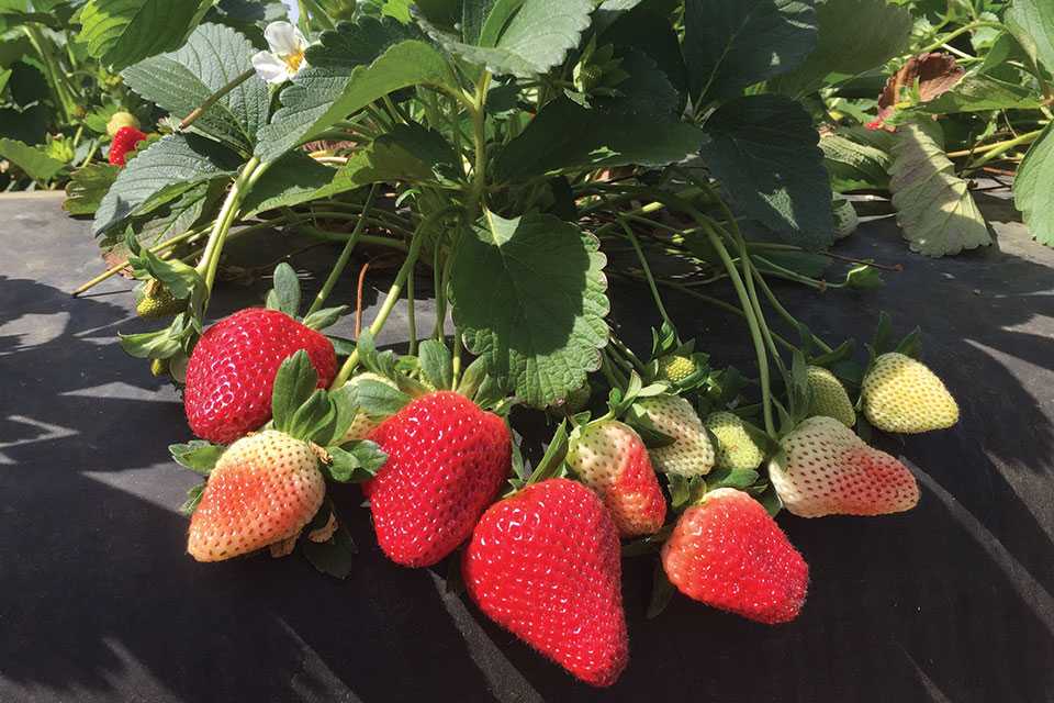 Scientists Focus on Smarter Way To Track Down Strawberry Runners