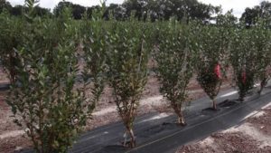 Need Help Picking What Blueberry Varieties to Grow? There’s an App for That