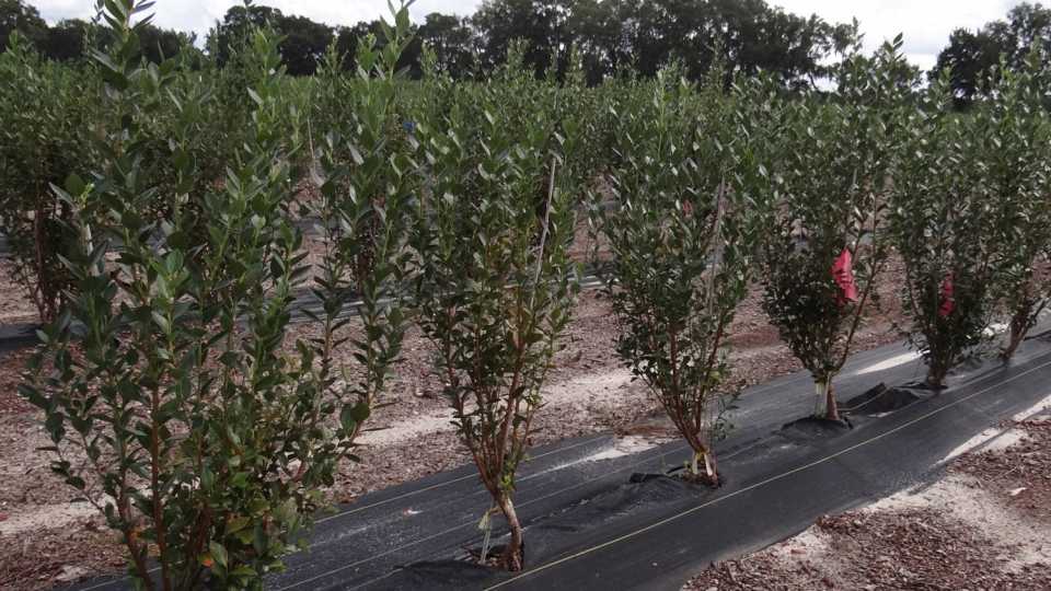 Are Grafted Blueberry Plants in Florida’s Future?