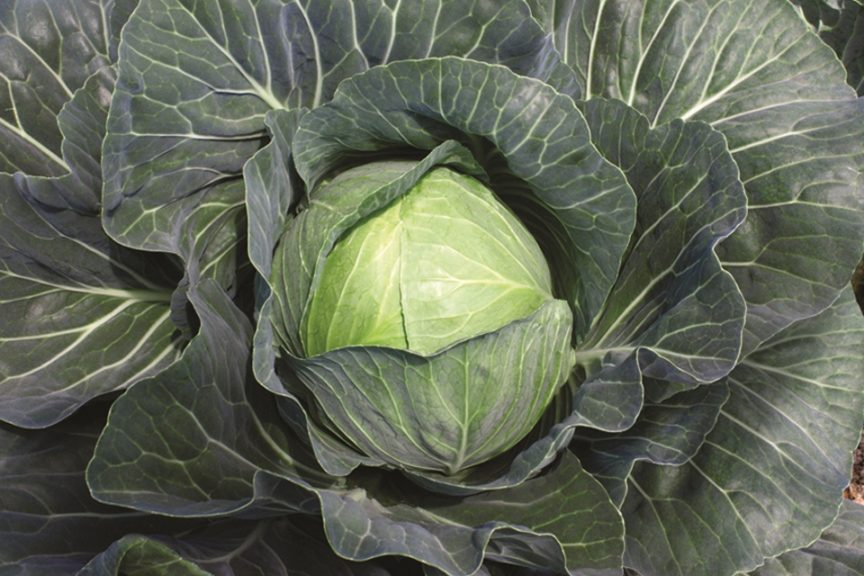 Grand Vantage (Sakata Seed America, Rupp Seeds)