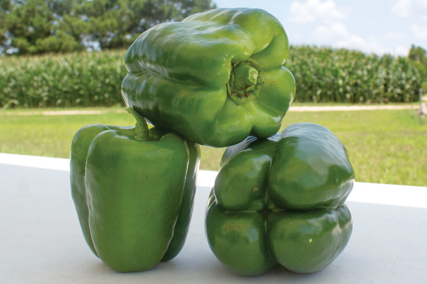Green Flash from Clifton Seed Company