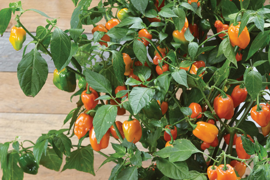 Habanero Orange from Terra Organics